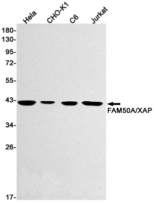 FAM50A Rabbit Monoclonal Antibody