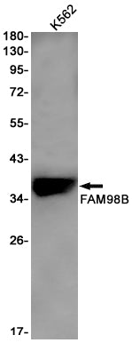 FAM98B Rabbit Monoclonal Antibody