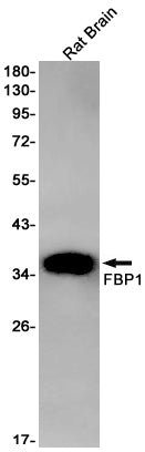 FBP1 Rabbit Monoclonal Antibody