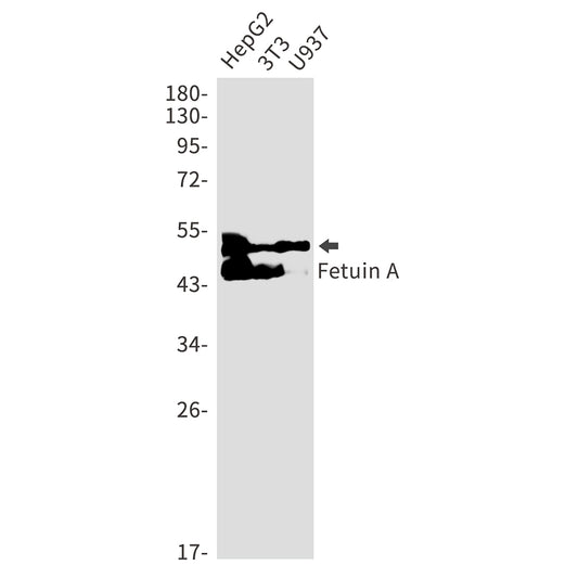 Fetuin A Rabbit Monoclonal Antibody