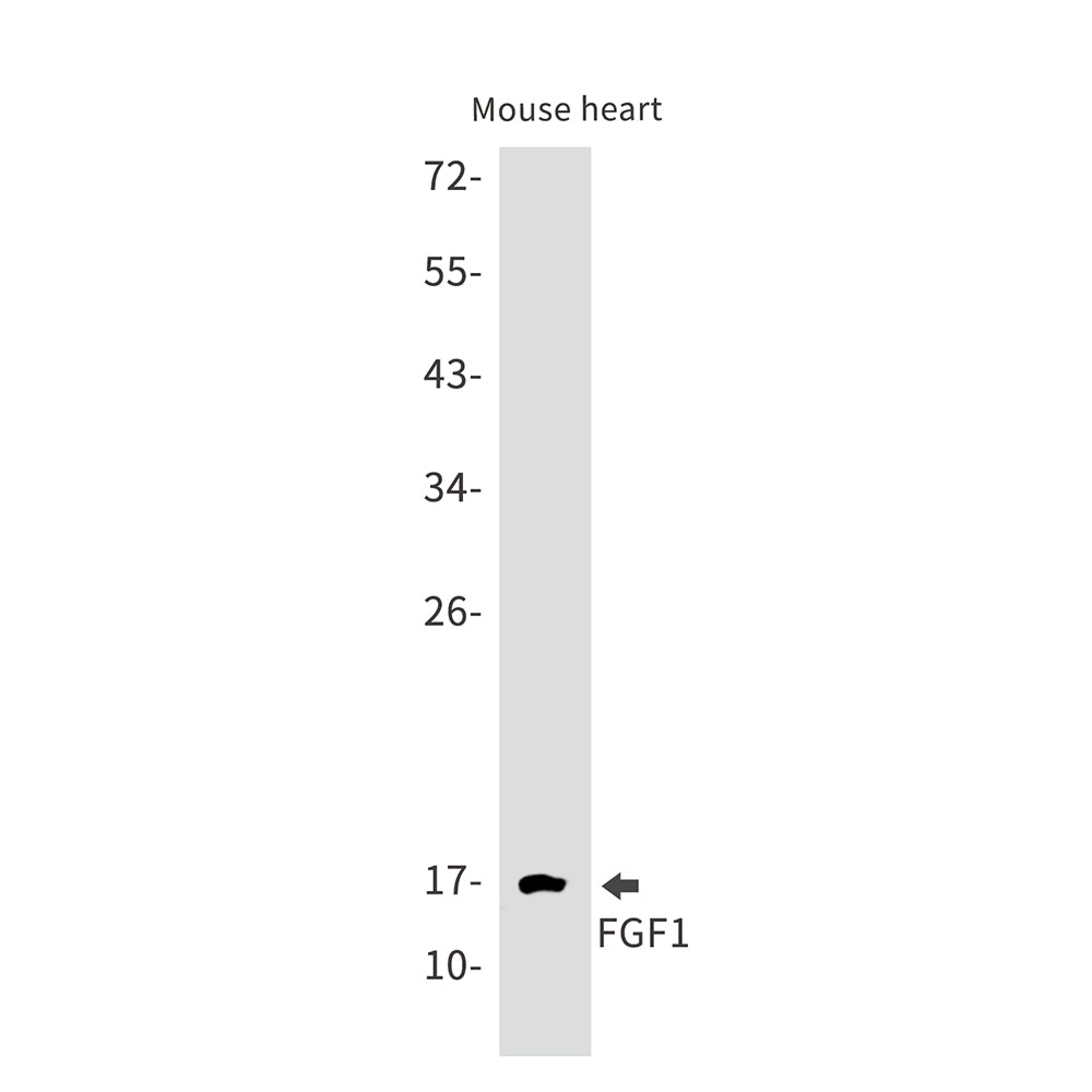 FGF1 Rabbit Monoclonal Antibody