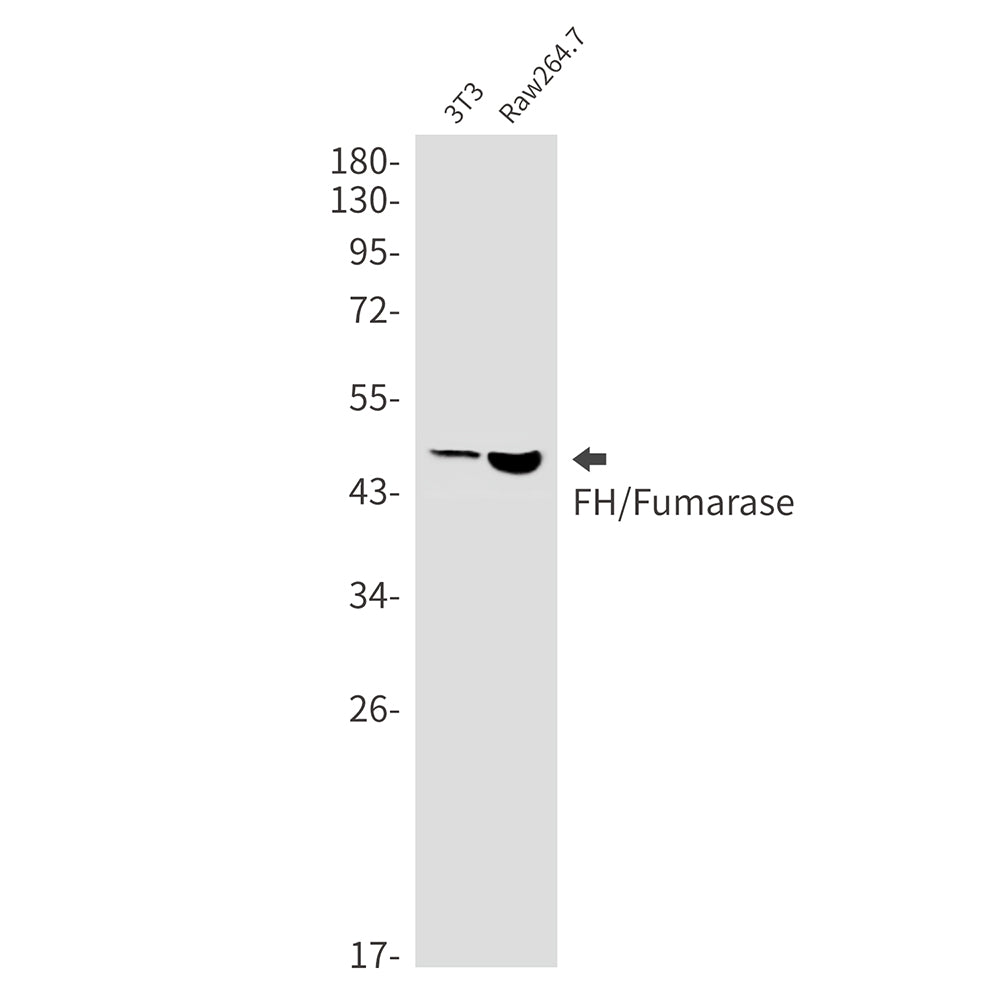 FH Rabbit Monoclonal Antibody