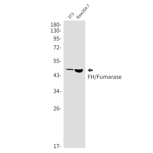 FH Rabbit Monoclonal Antibody