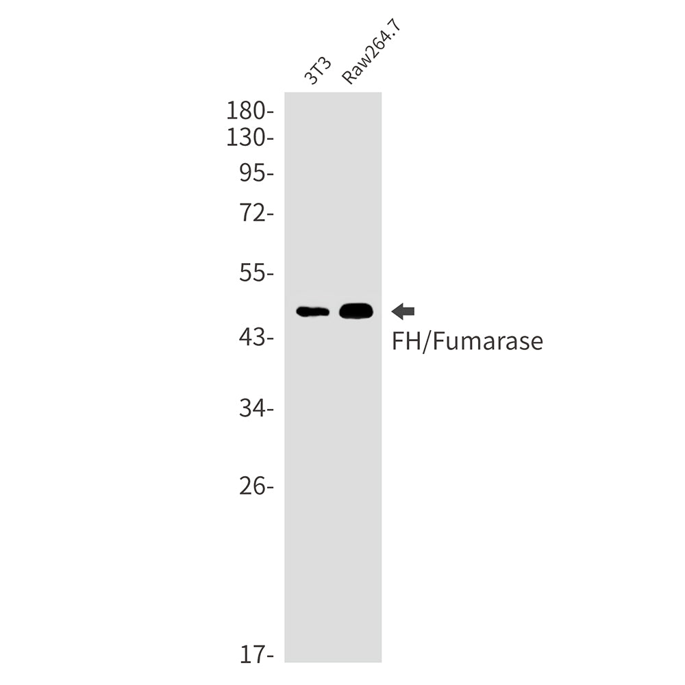 FH Rabbit Monoclonal Antibody
