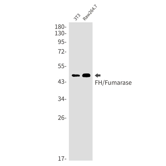 FH Rabbit Monoclonal Antibody