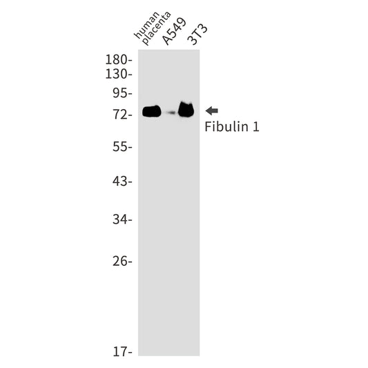Fibulin 1 Rabbit Monoclonal Antibody