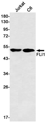 FLI1 Rabbit Monoclonal Antibody