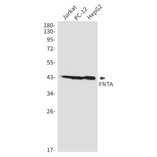 FNTA Rabbit Monoclonal Antibody