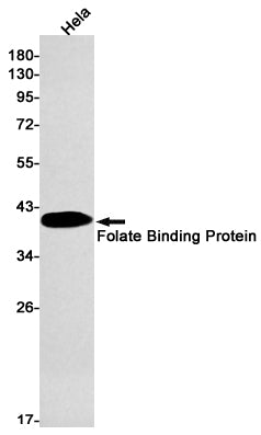 Folate Binding Protein Rabbit Monoclonal Antibody