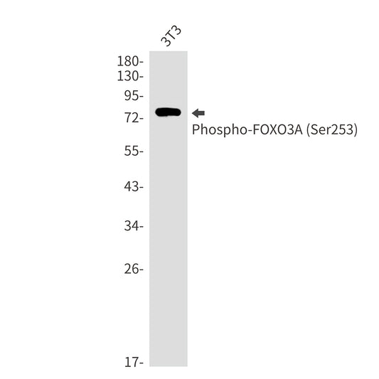 Phospho-FOXO3A (Ser253) Rabbit Monoclonal Antibody