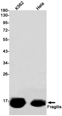 Fragilis Rabbit Monoclonal Antibody