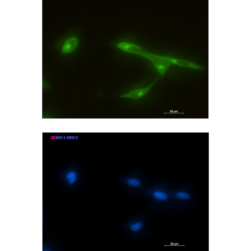 FRAT1 Rabbit Monoclonal Antibody