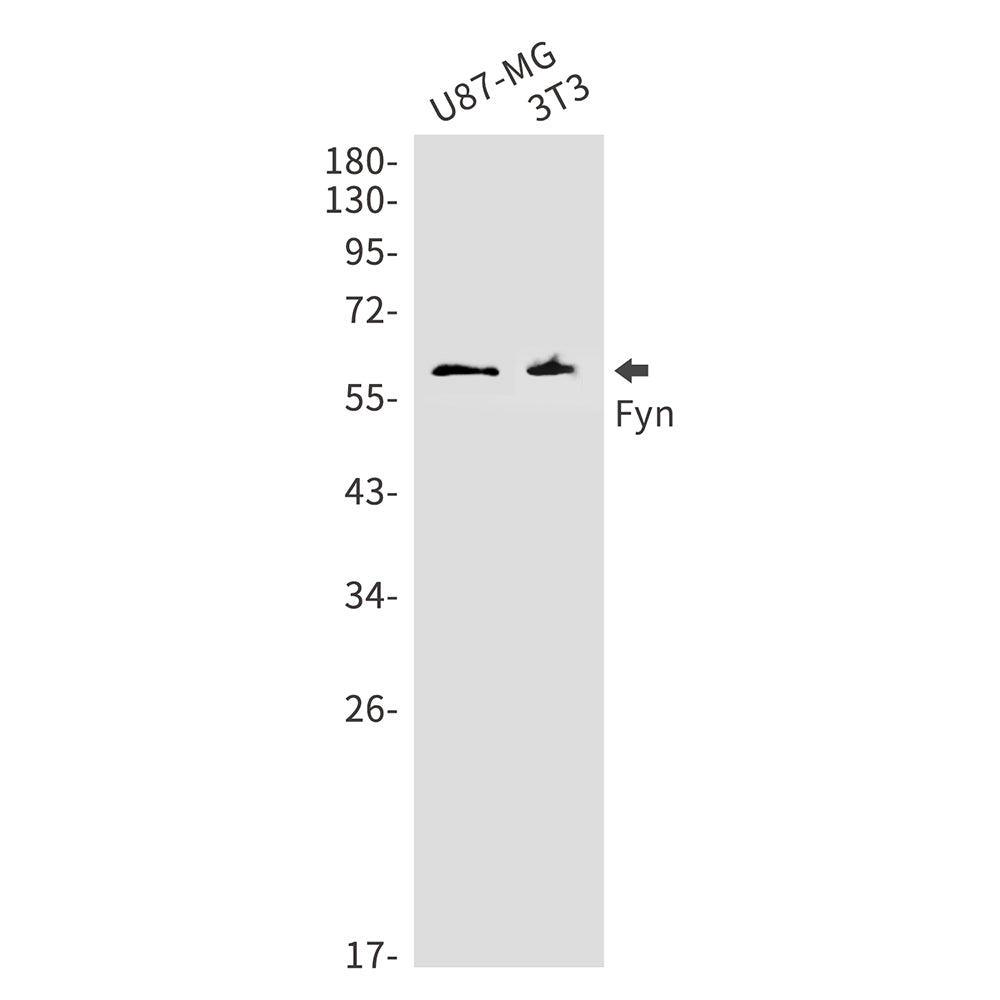 FYN Rabbit Monoclonal Antibody