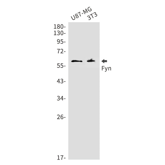 FYN Rabbit Monoclonal Antibody