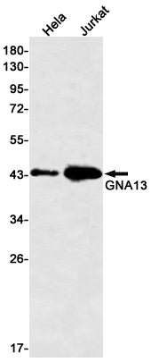 GNA13 Rabbit Monoclonal Antibody