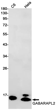 GABARAPL2 Rabbit Monoclonal Antibody
