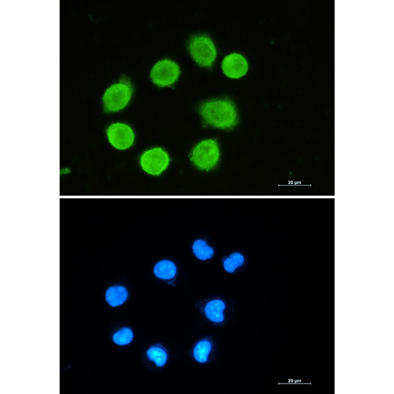 GAP43 Rabbit Monoclonal Antibody