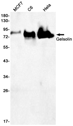 Gelsolin Rabbit Monoclonal Antibody