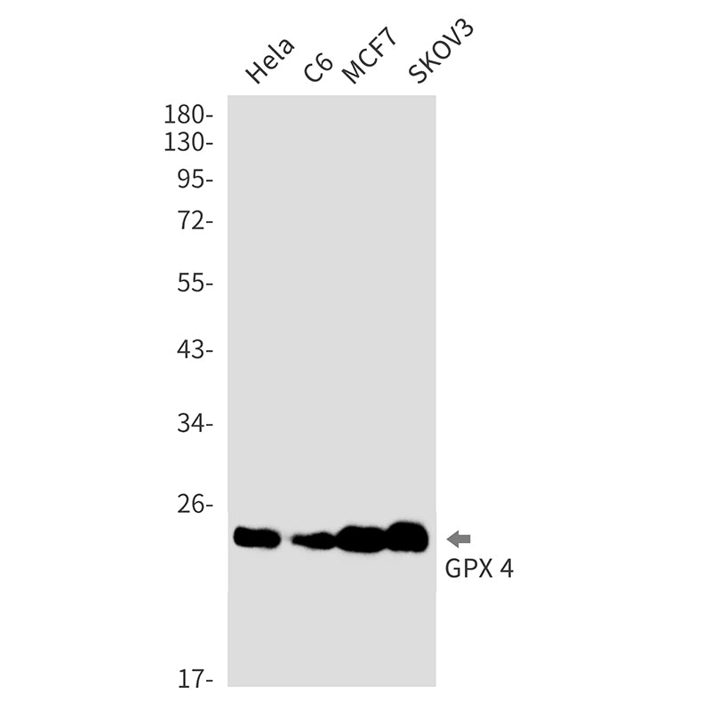 Glutathione Peroxidase 4 Rabbit Monoclonal Antibody