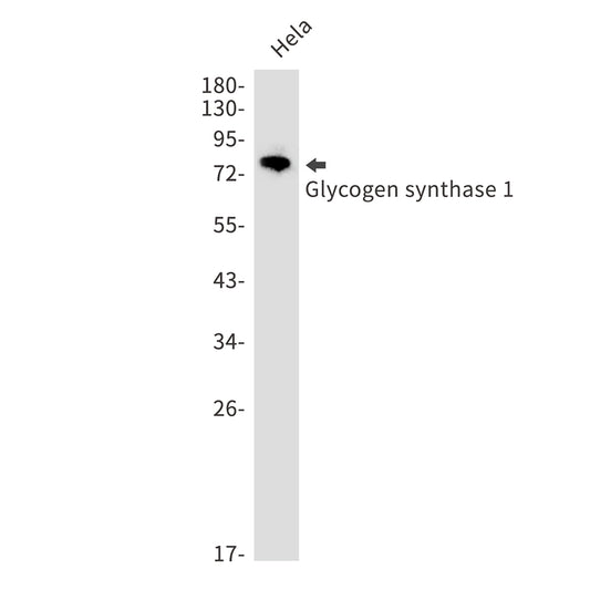 Glycogen Synthase 1 Rabbit Monoclonal Antibody