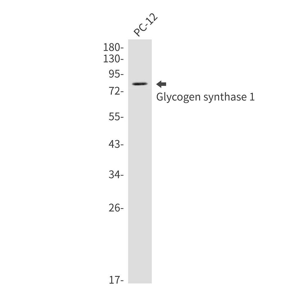 Glycogen Synthase 1 Rabbit Monoclonal Antibody