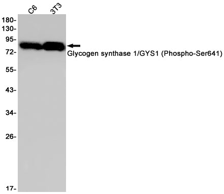 Phospho-Glycogen synthase (Ser641) Rabbit Monoclonal Antibody
