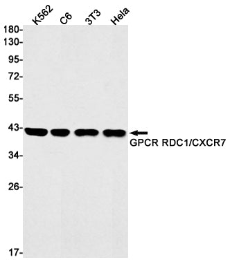 RDC1 Rabbit Monoclonal Antibody
