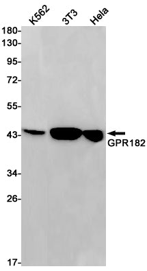 GPR182 Rabbit Monoclonal Antibody