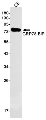 GRP78 BiP Rabbit Monoclonal Antibody
