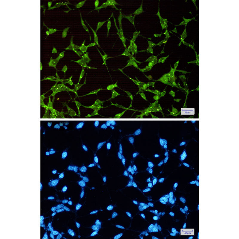 GSK3 alpha Rabbit Monoclonal Antibody