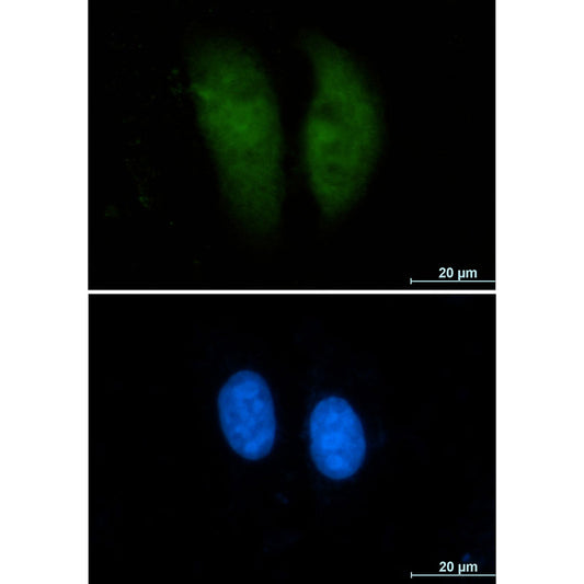 GST3 Rabbit Monoclonal Antibody