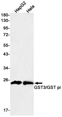 GST3 Rabbit Monoclonal Antibody