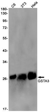 GSTA3 Rabbit Monoclonal Antibody