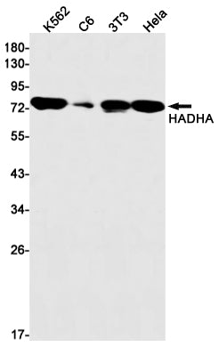 HADHA Rabbit Monoclonal Antibody
