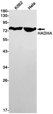 HADHA Rabbit Monoclonal Antibody