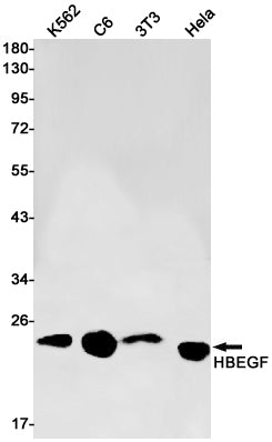 HBEGF Rabbit Monoclonal Antibody