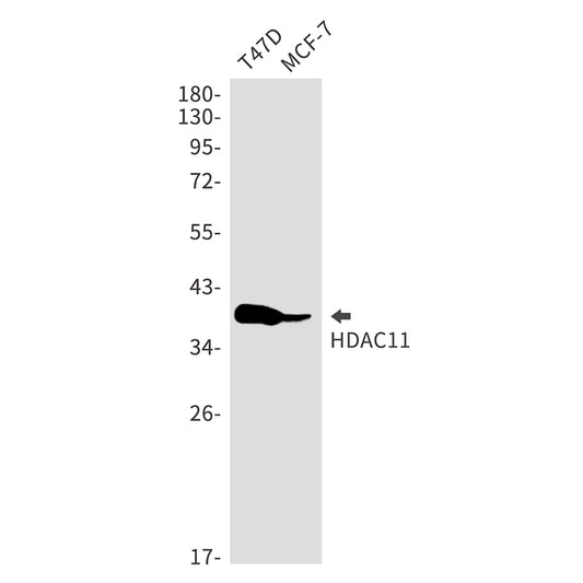 HDAC11 Rabbit Monoclonal Antibody