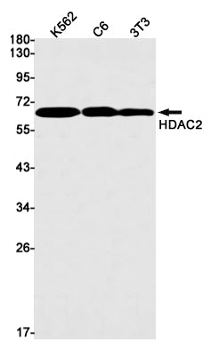 HDAC2 Rabbit Monoclonal Antibody