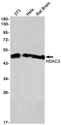 HDAC3 Rabbit Monoclonal Antibody