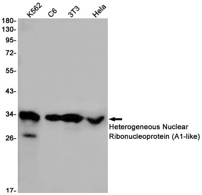 HNRNPA1L2 Rabbit Monoclonal Antibody