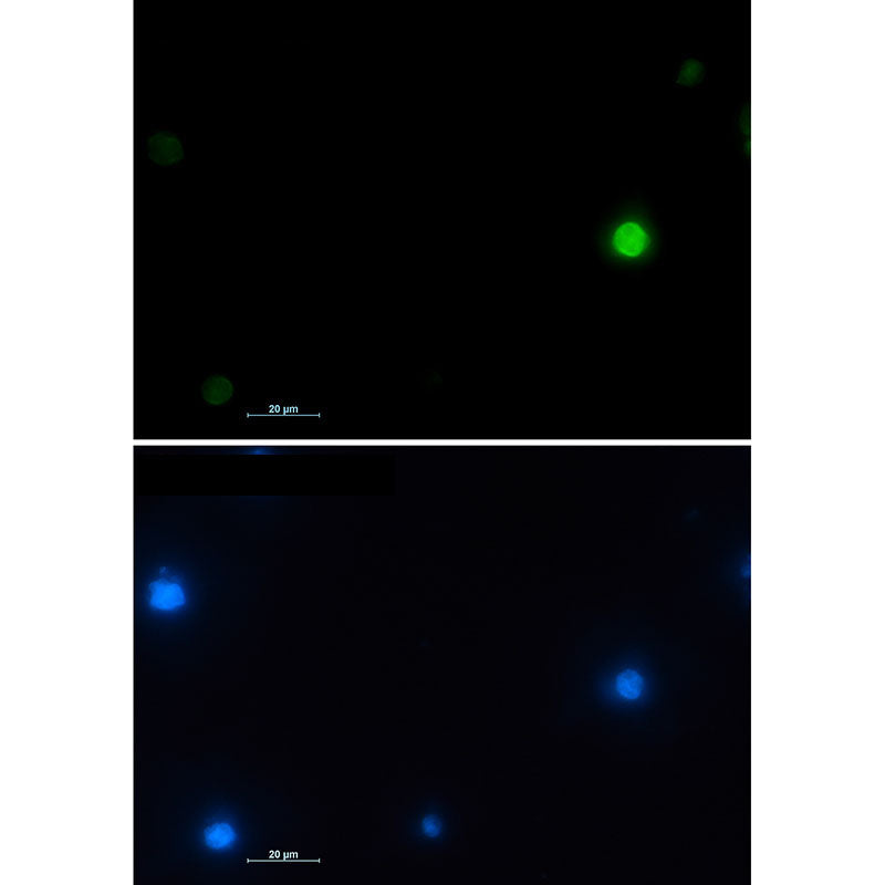 Histone H2A.X Rabbit Monoclonal Antibody