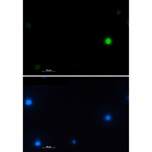 Histone H2A.X Rabbit Monoclonal Antibody
