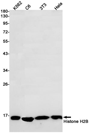 Histone H2B Rabbit Monoclonal Antibody