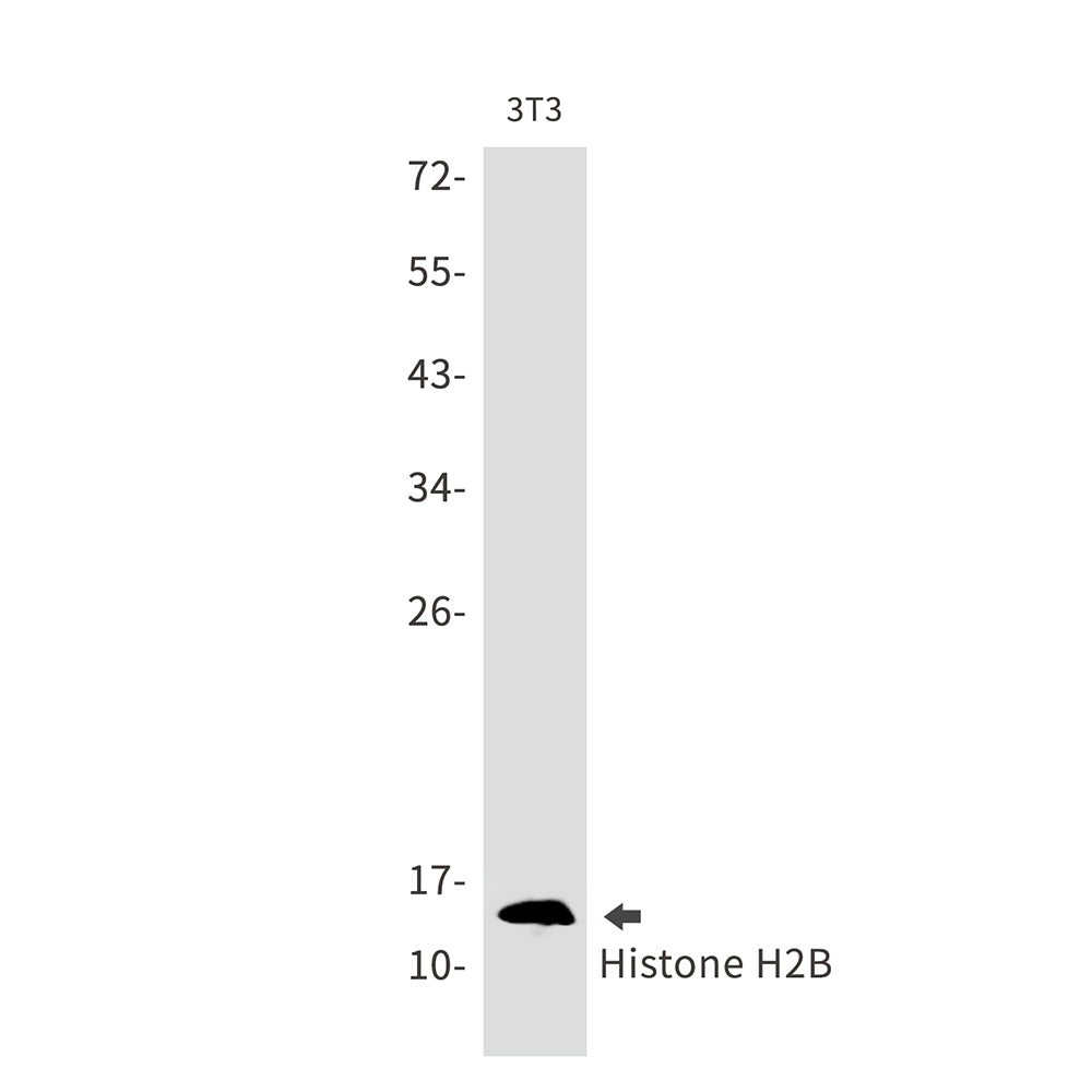 Histone H2B Rabbit Monoclonal Antibody