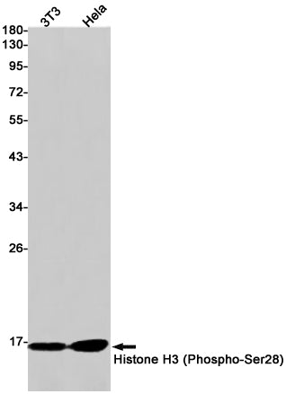 Phospho-Histone H3 (Ser28) Rabbit Monoclonal Antibody