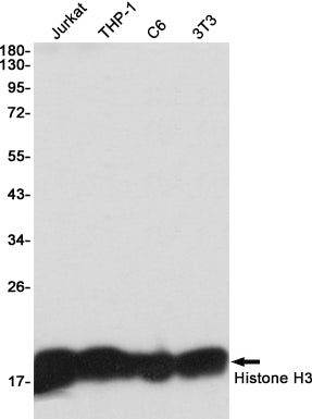 Histone H3 Rabbit Monoclonal Antibody