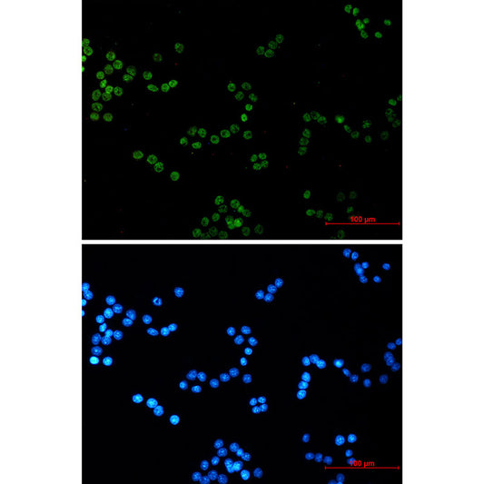 Histone H4 Rabbit Monoclonal Antibody