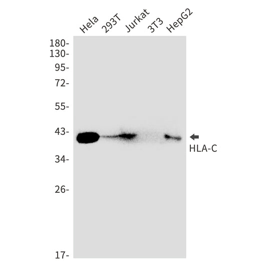 HLA C Rabbit Monoclonal Antibody