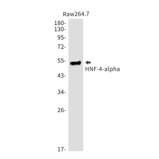 HNF 4 alpha Rabbit Monoclonal Antibody