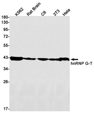 hnRNP G T Rabbit Monoclonal Antibody